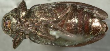 Media type: image;   Entomology 8117 Aspect: habitus ventral view